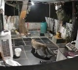 Leopard Spotted at Srisailam Priest Home again