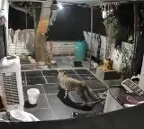 Leopard Spotted at Srisailam Priest Home again