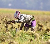India surpasses China to become world’s largest rice producer
