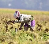 India surpasses China to become world’s largest rice producer