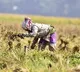 India surpasses China to become world’s largest rice producer