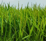 India Rice Production Surpasses China Shivraj Singh Chouhan Announces