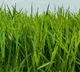 India Rice Production Surpasses China Shivraj Singh Chouhan Announces