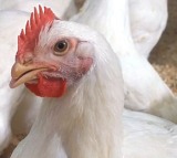 Chicken Price Hike in AP Reaches Record High