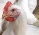 Chicken Price Hike in AP Reaches Record High