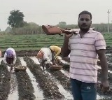 Farmers Protect Field Workers from Leopards in Maharashtra