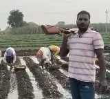 Farmers Protect Field Workers from Leopards in Maharashtra