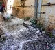 Indore water crisis: Cong demands answers on WHO cholera guidelines, claims death toll has increased