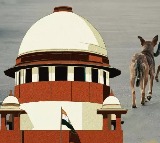 Supreme Court Remarks on Unpredictable Nature of Street Dogs