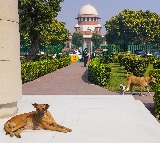 Stray dogs sense fear, may attack frightened individuals: SC