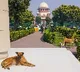 Stray dogs sense fear, may attack frightened individuals: SC