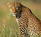 Srivari Mettu Pilgrim Route Suspended After Leopard Sighting