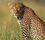 Srivari Mettu Pilgrim Route Suspended After Leopard Sighting