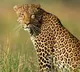 Srivari Mettu Pilgrim Route Suspended After Leopard Sighting