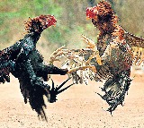 Bhimavaram Sankranti room rent surges to Rs 1 lakh