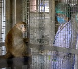 Monkey Shortage in China Drives Price to Rs 25 Lakh
