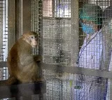 Monkey Shortage in China Drives Price to Rs 25 Lakh