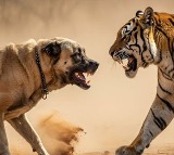 Pilot Dog Sacrifices Life to Save Owner From Tiger Attack