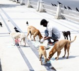 SC questions attitude of those feeding stray dogs in public places