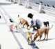 SC questions attitude of those feeding stray dogs in public places