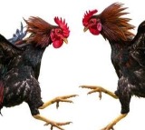 Sankranti celebrations Kodi Pandalu rife in Andhra Pradesh featuring Raghurama Krishnam Raju