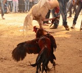Andhra man wins Rs 1.53 crore in a cockfight during Sankranti