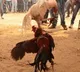 Andhra man wins Rs 1.53 crore in a cockfight during Sankranti