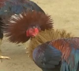 Rajamundry Ramesh Wins Rs 153 Crore in Cockfight