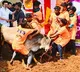 MK Stalin Announces Government Jobs for Jallikattu Heroes