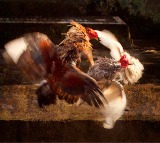 Jinex Amar Wins Crores in Sankranti Cockfight Betting