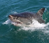 12-year-old boy bitten by shark at Sydney Harbor beach