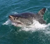 12-year-old boy bitten by shark at Sydney Harbor beach
