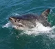 12-year-old boy bitten by shark at Sydney Harbor beach