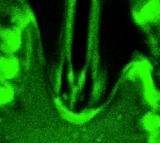 Stomata In Sight Reveals How Plants Breathe in Real Time