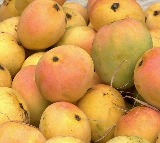 Mangoes Early Arrival in Hyderabad Markets but Prices High