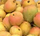 Mangoes Early Arrival in Hyderabad Markets but Prices High
