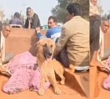 Madhya Pradesh Man Hangs Self Pet Dog Seen Guarding Body