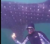 Visakhapatnam Whale Shark Sighting Delight Scuba Divers