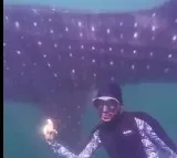 Visakhapatnam Whale Shark Sighting Delight Scuba Divers