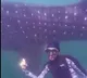 Visakhapatnam Whale Shark Sighting Delight Scuba Divers