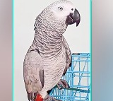 Charlie missing in Konaseema Rs 80 thousand parrot has flown away
