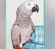 Charlie missing in Konaseema Rs 80 thousand parrot has flown away