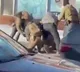 Federal Agents Shooting in Minneapolis One Dead Minnesota Erupts