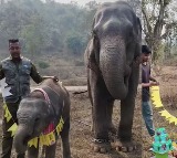 Man Celebrates Elephant Calfs Birthday Adorable Moment Win Hearts Online Viral Video
