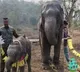 Man Celebrates Elephant Calfs Birthday Adorable Moment Win Hearts Online Viral Video