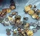 Rs 15 crore gold found in daily wage workers house in Tenali
