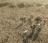 El Nino threat to India monsoon rainfall