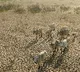 El Nino threat to India monsoon rainfall