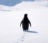 Werner Herzog Penguin Video Viral After 19 Years