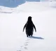 Werner Herzog Penguin Video Viral After 19 Years